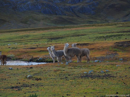 Úterý 7. 6. 2016 Alpamayo trek: kemp Huilka 4050 m -  sedlo Collota 4360 m – Pomamba